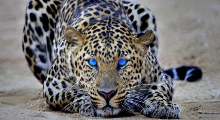 Disciplina em Negociação de Opções Binárias 2 Algumas Características de Traders Bem-Sucedidos - Forex Digital